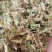 紫花地丁新货紫花地丁批发零售各种中药材