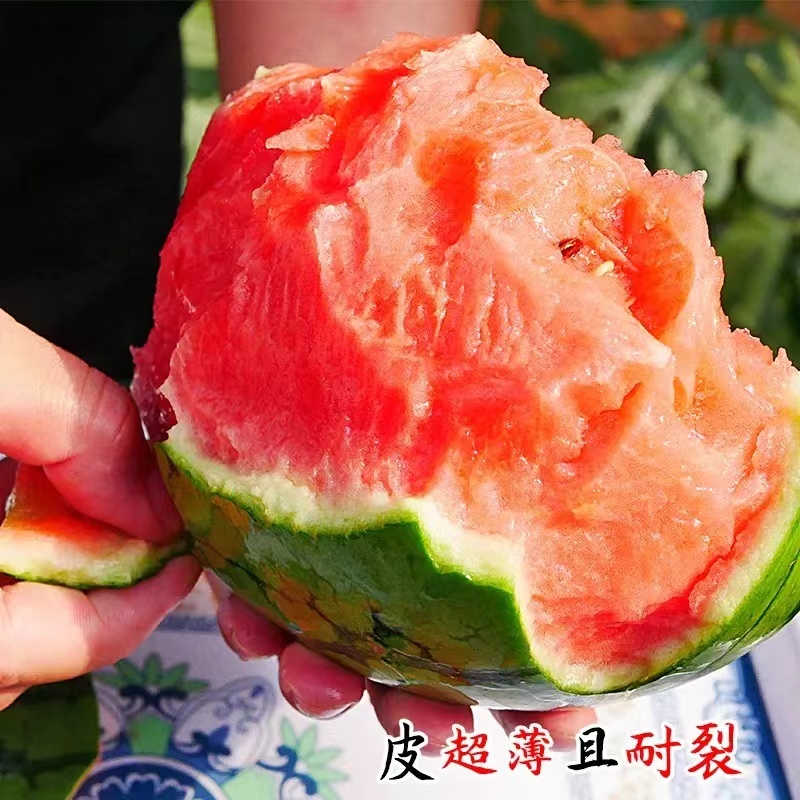 精品早春红玉，全美2k西瓜小糖丸西瓜，保证质量，要联系