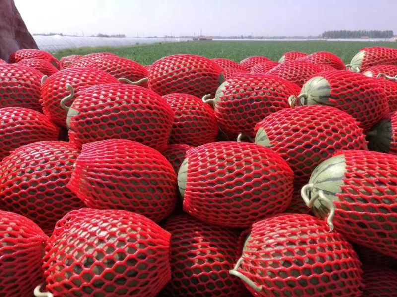 精品早春红玉，全美2k西瓜小糖丸西瓜，保证质量，要联系