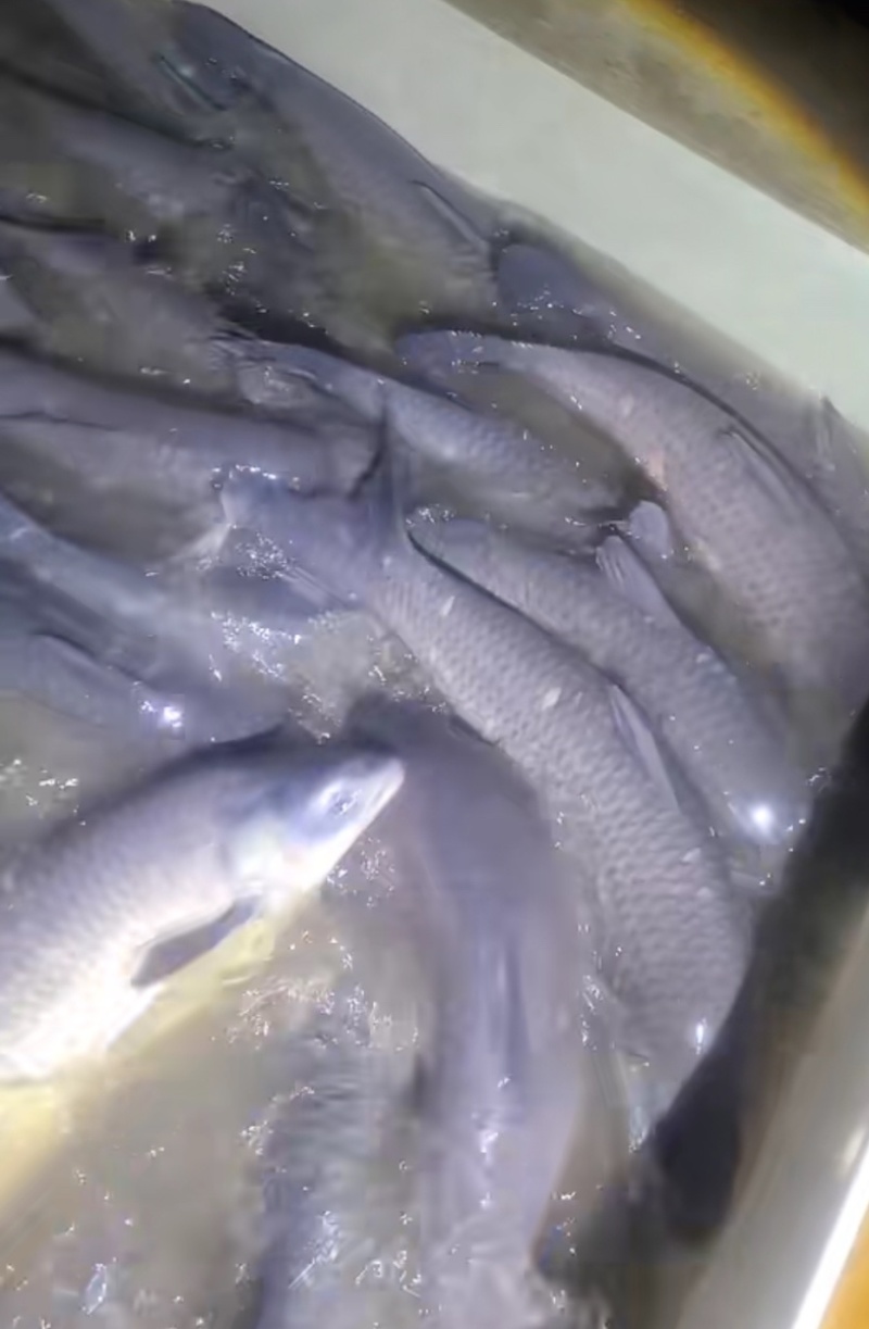 湖北洪湖本地大青鱼