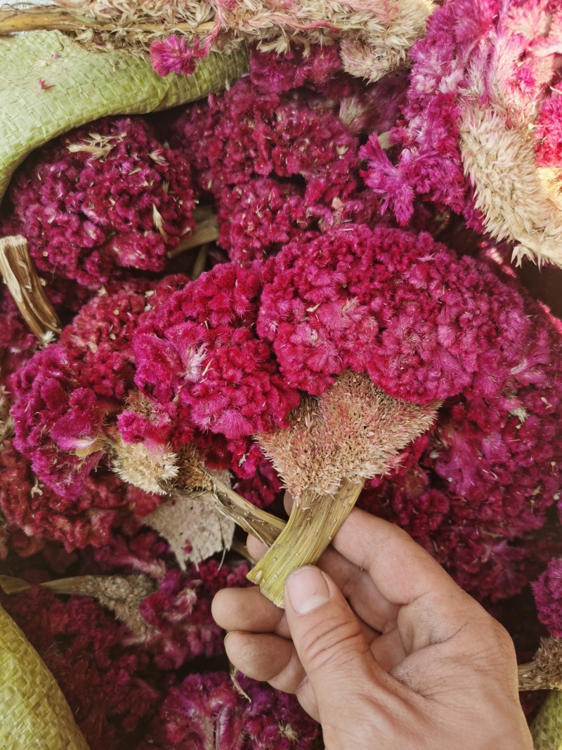 鸡冠花如图鸡冠花批发零售各种规格中药材