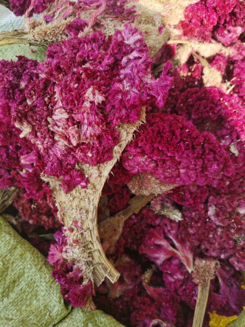 鸡冠花如图鸡冠花批发零售各种规格中药材