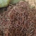 茜草红茜草净货野红茜草批发零售各种规格中药材