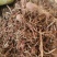 茜草红茜草净货野红茜草批发零售各种规格中药材