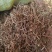 茜草红茜草净货野红茜草批发零售各种规格中药材
