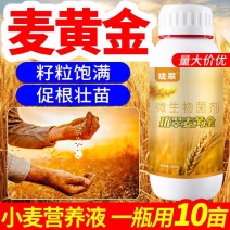珑翠麦黄金水溶肥小麦营养液粒大分蘖抗倒伏小麦高产专用叶面