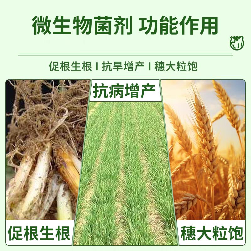 珑翠麦黄金水溶肥小麦营养液粒大分蘖抗倒伏小麦高产专用叶面