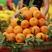 汉源县原产地黄果柑，新鲜采摘，对接全国各地批发商可以看货