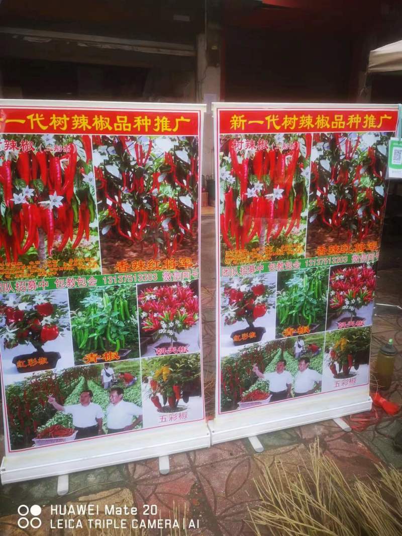 木槿花矮化木槿花苗辣椒树一年生包邮保湿发货南北方种植