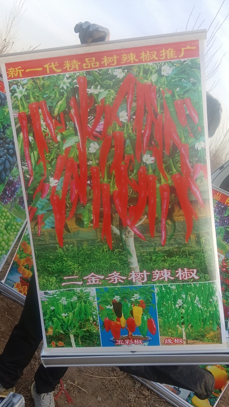 木槿花矮化木槿花苗辣椒树一年生包邮保湿发货南北方种植