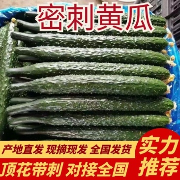 万亩黄瓜基地对接电商市场产地直发诚信为本