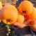 汉源县枇杷个大味美，新鲜采摘果园直发对接全国各地的批发商