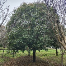 桂花树独杆桂花树各种规格10至20公分