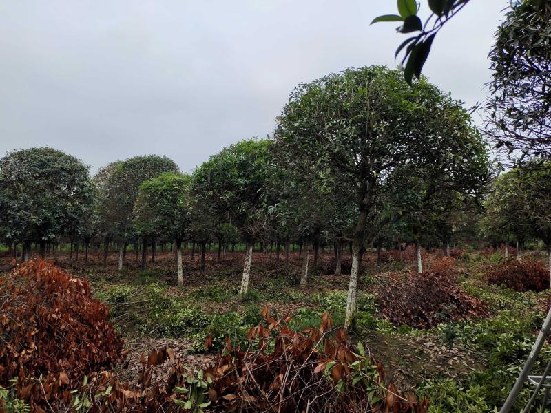 桂花树独杆桂花树各种规格10至20公分