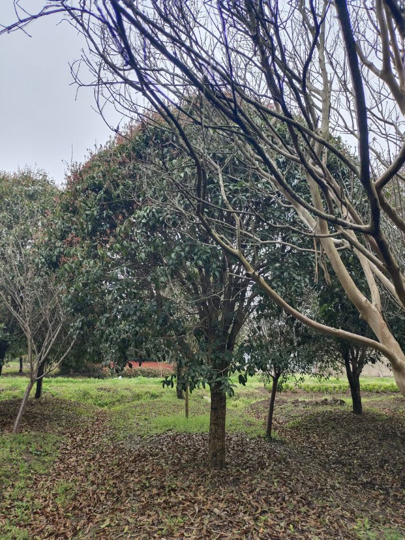 桂花树独杆桂花树各种规格10至20公分