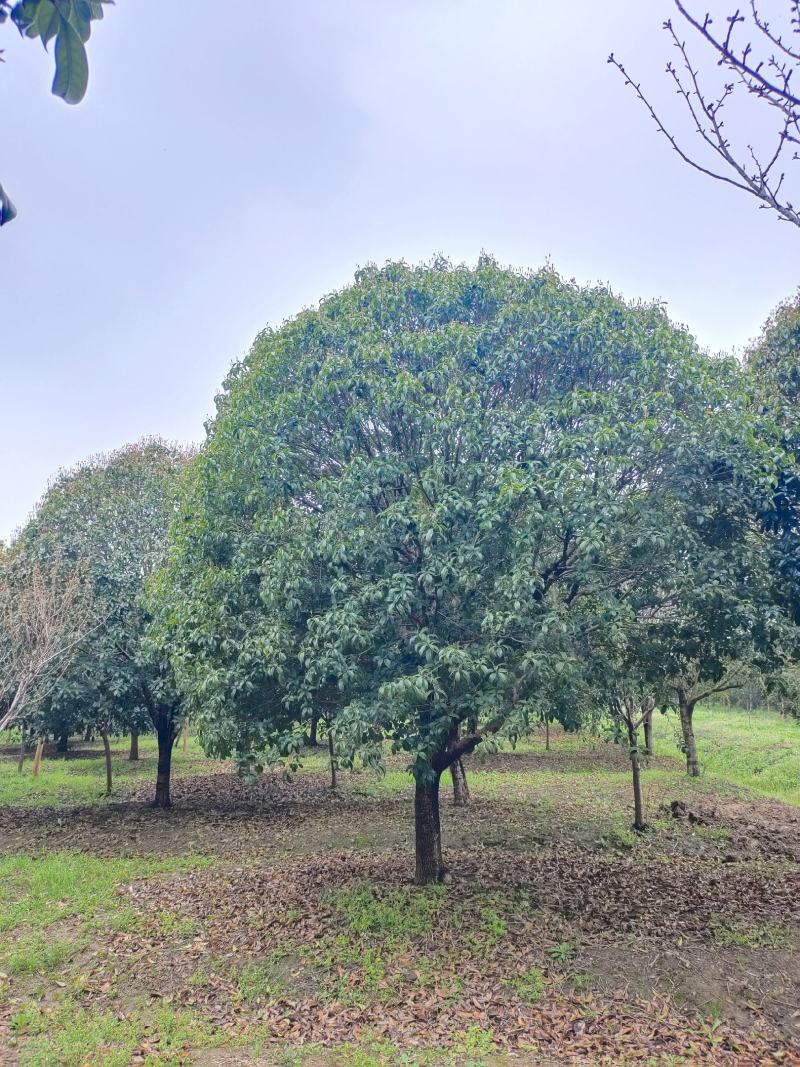 桂花树独杆桂花树各种规格10至20公分