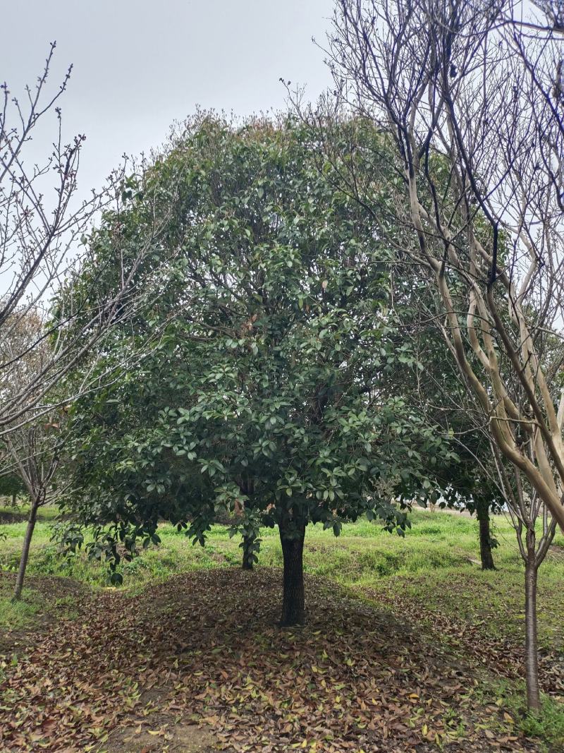 桂花树独杆桂花树各种规格10至20公分