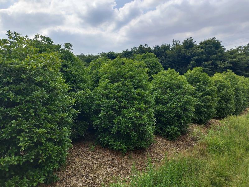 桂花树独杆桂花树各种规格10至20公分