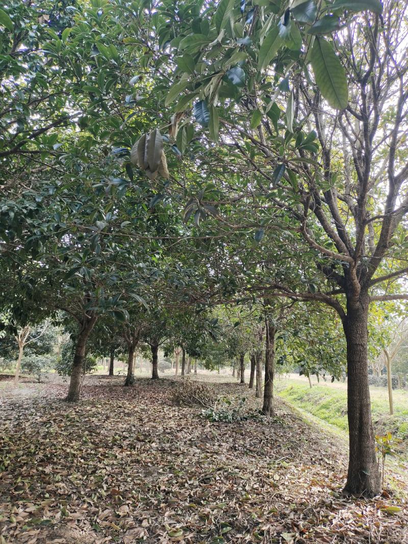 桂花树独杆桂花树各种规格10至20公分
