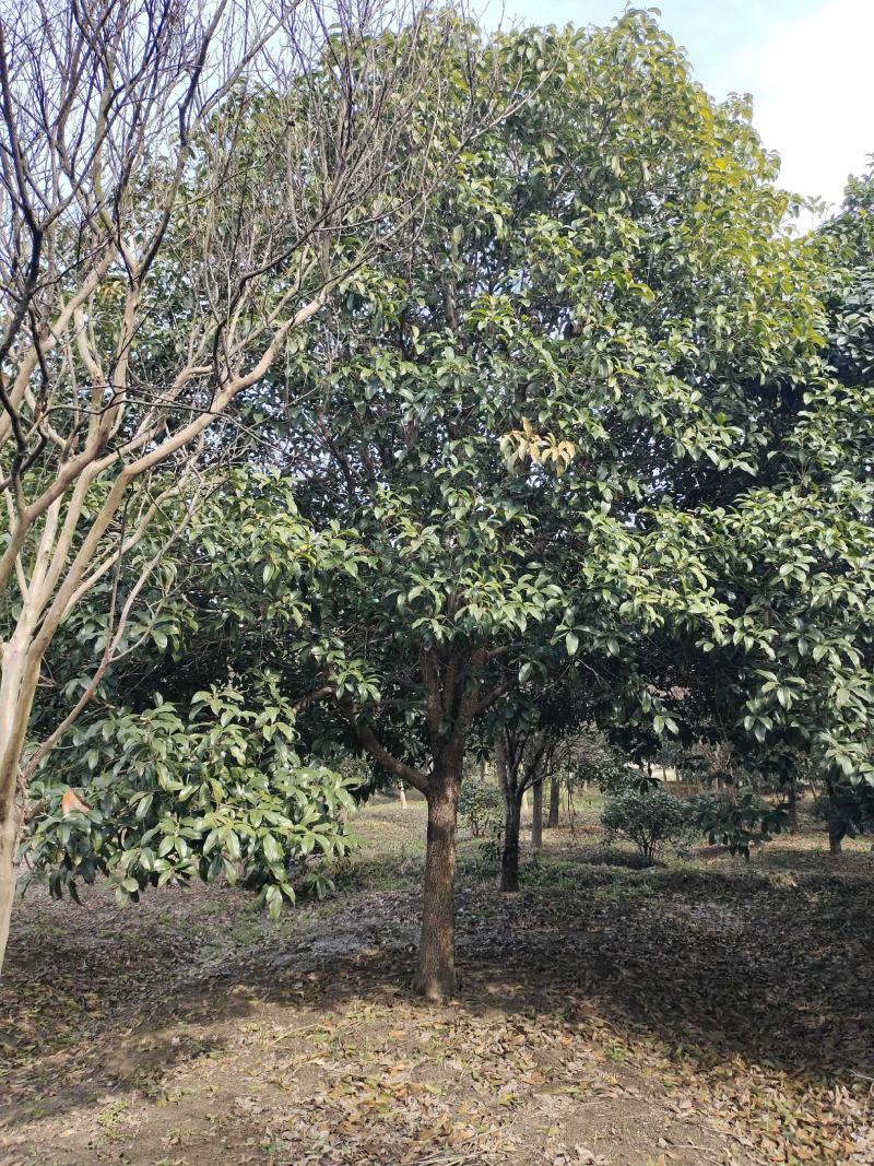 桂花树独杆桂花树各种规格10至20公分