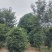 桂花树独杆桂花树各种规格10至20公分