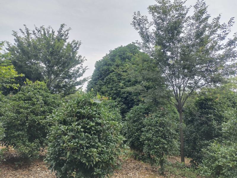 桂花树独杆桂花树各种规格10至20公分
