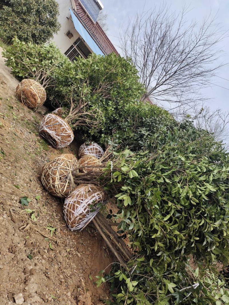 桂花树独杆桂花树各种规格10至20公分