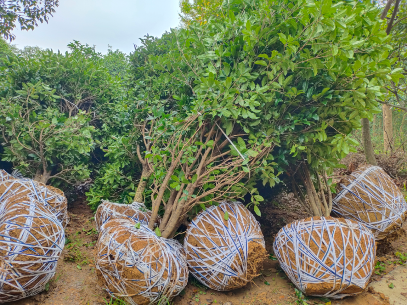 桂花树独杆桂花树各种规格10至20公分