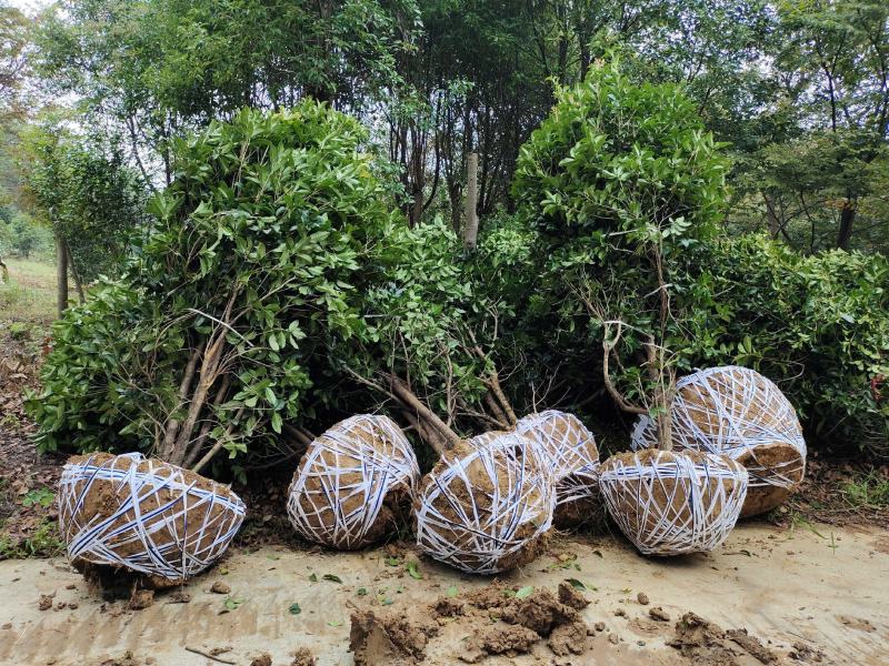 桂花树独杆桂花树各种规格10至20公分
