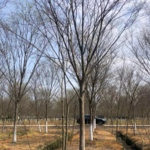 15公分榉树