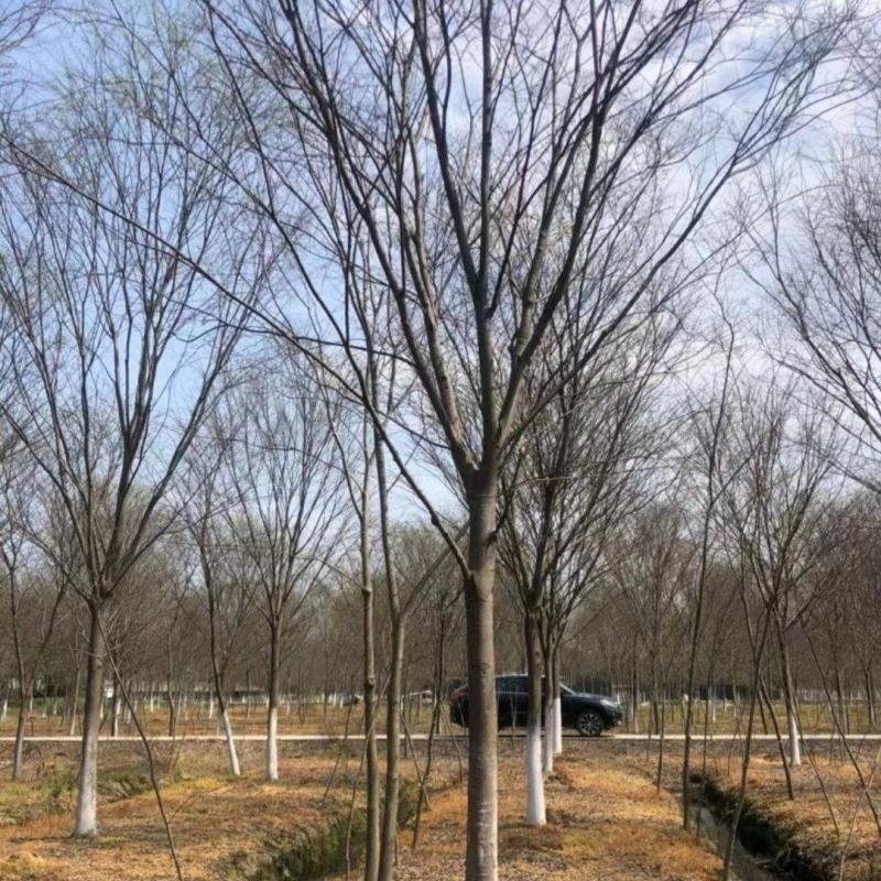 15公分榉树