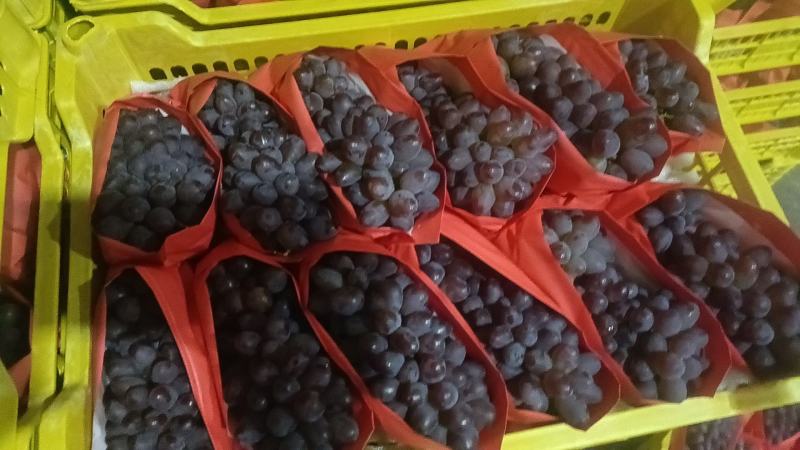 葡萄