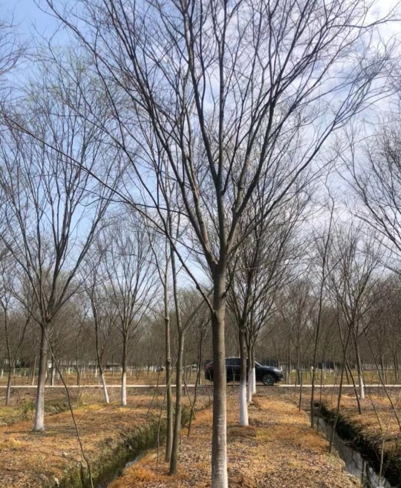 15公分榉树