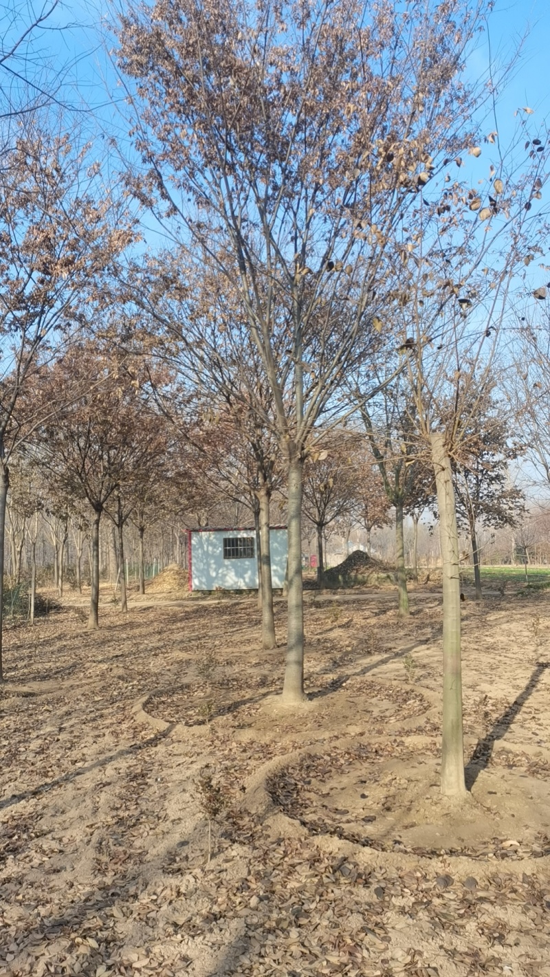 15公分榉树