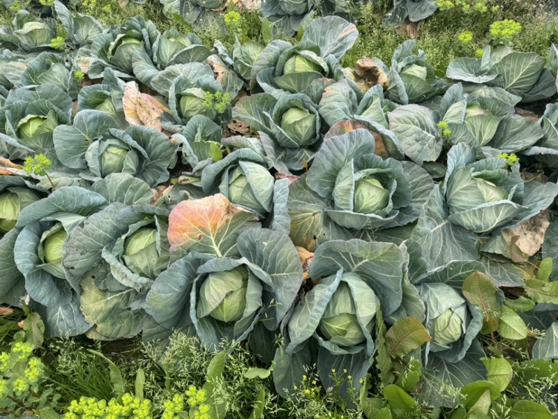 精品绿甘蓝新货上市（散装+袋装）产地直销货源充足