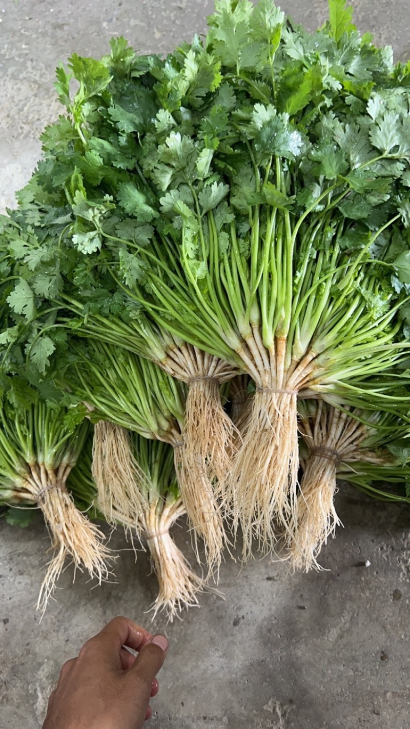 云南大叶香菜，产地直销，各种包装，货源稳定，欢迎合作
