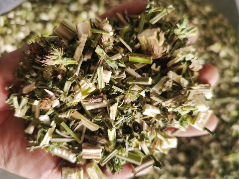 益母草新货青色益母草批发零售各种规格中药材