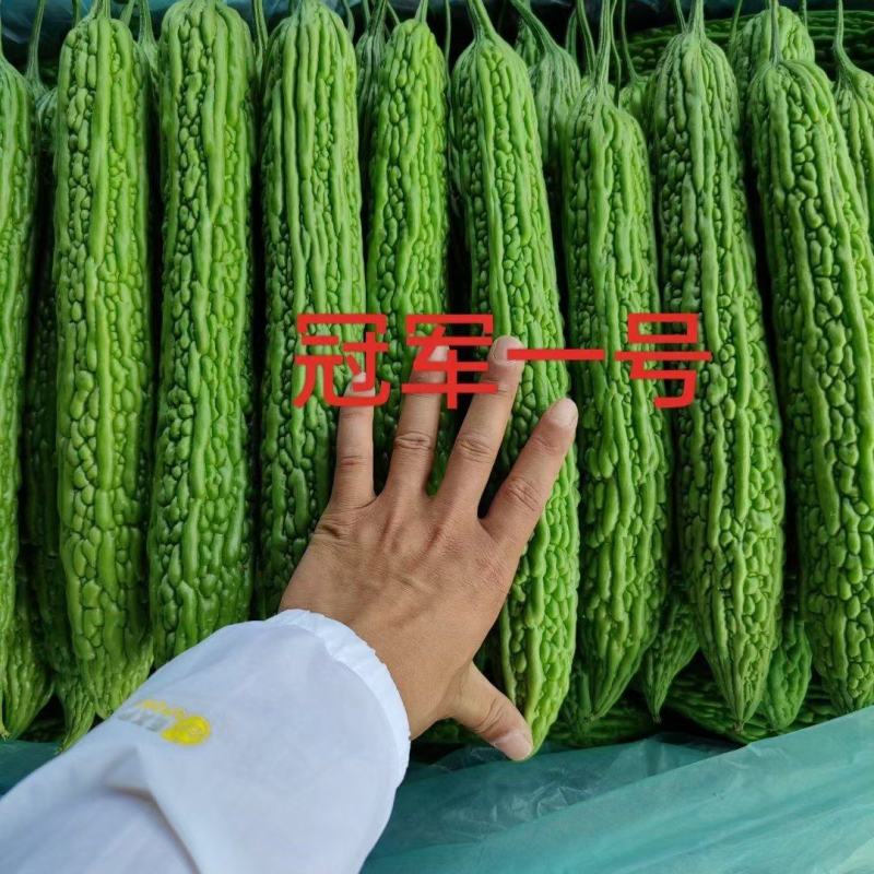 进口齐顶苦瓜苗