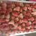 妙香草莓现在大量上市，现在商品果，加工果大量供应中