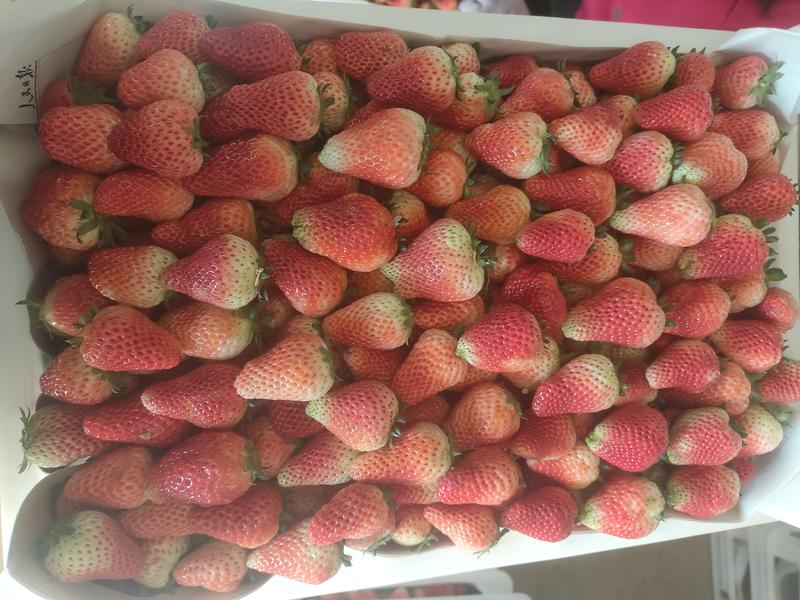 妙香草莓现在大量上市，现在商品果，加工果大量供应中