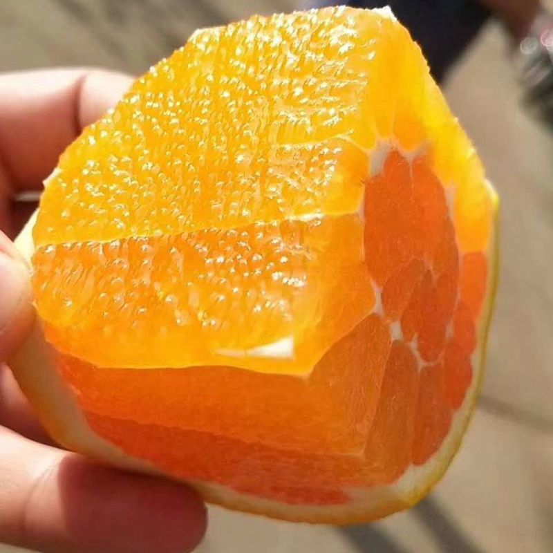 夏橙橙子对接各大电商现货大量上市果园直供