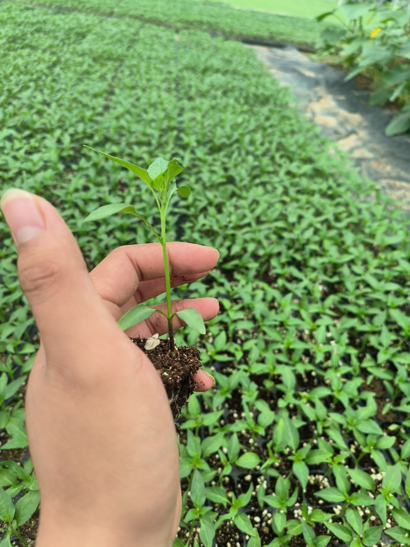 河北沧州，朝天椒苗，精品货，抓紧预定