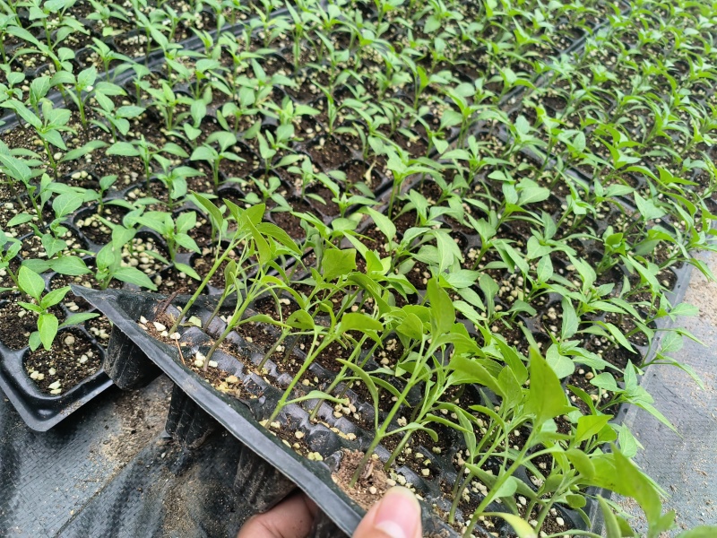 河北沧州，朝天椒苗，精品货，抓紧预定