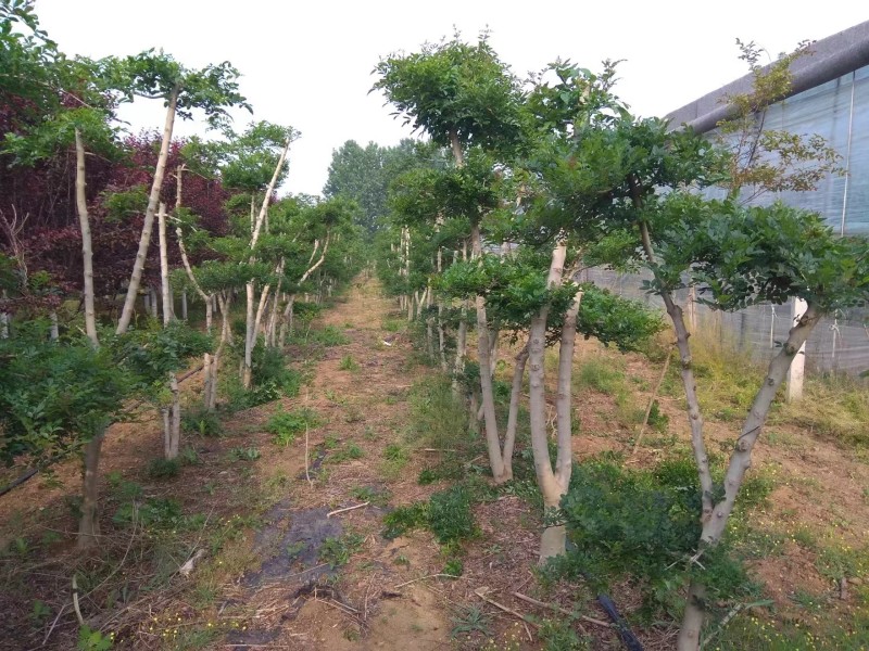 对节白蜡农户自种，低价出