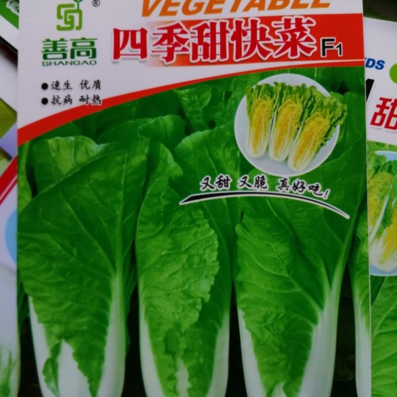 一小白菜种子速生快菜种籽叶厚无毛耐热耐湿四季播种