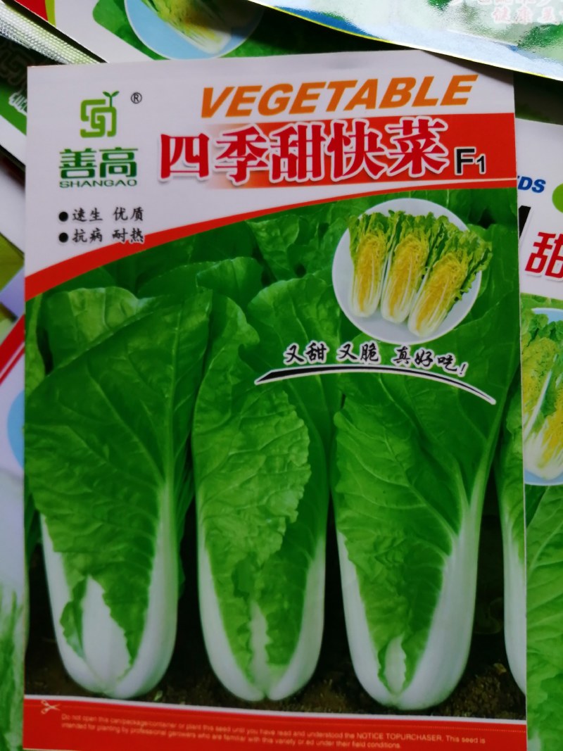一小白菜种子速生快菜种籽叶厚无毛耐热耐湿四季播种