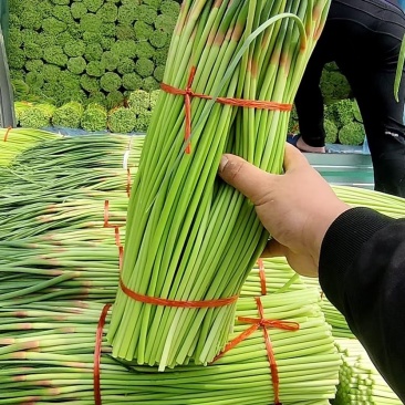 河南中牟产地26年新鲜红帽蒜苔大量上市代发全国