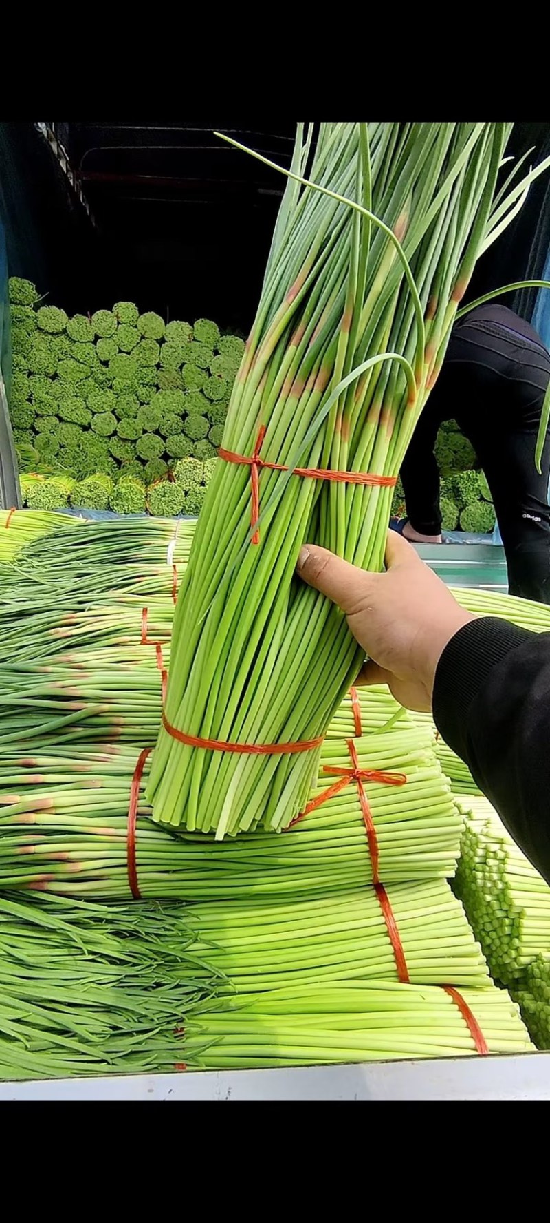 河南中牟产地26年新鲜红帽蒜苔大量上市代发全国