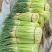 河南中牟产地26年新鲜红帽蒜苔大量上市代发全国