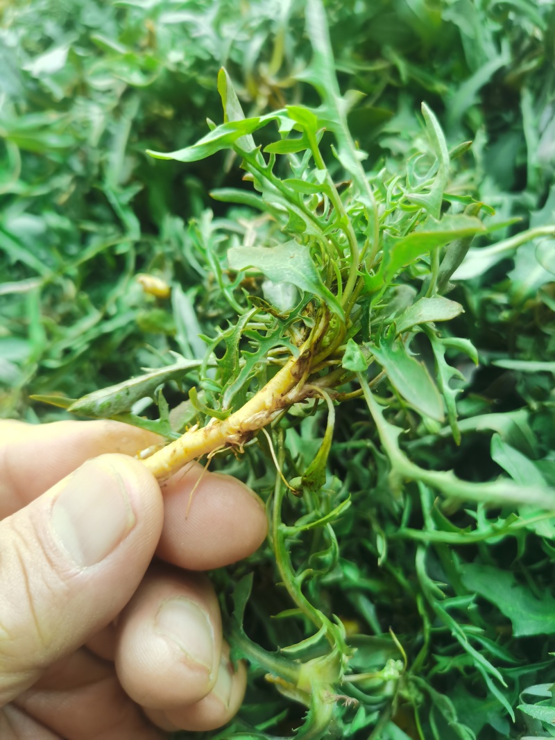 大量沂蒙山区野生苦菜上市新鲜现挖野菜养生菜